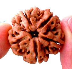 Manufacturers Exporters and Wholesale Suppliers of Five Mukhi Rudraksha Delhi Delhi